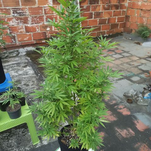 Bubble fruit growlog timeline photo