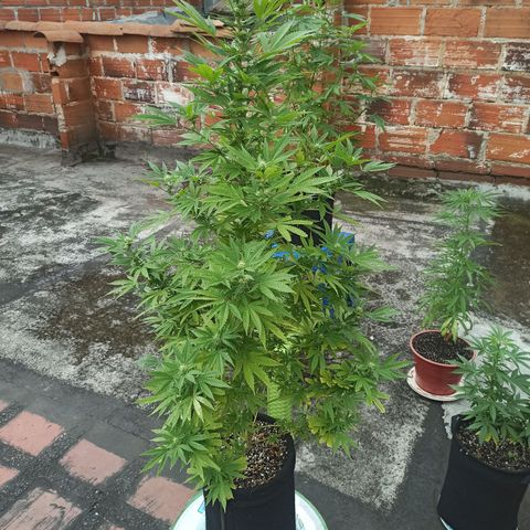 Bubble fruit growlog timeline photo