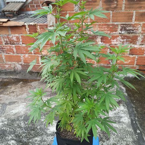 Bubba kush growlog timeline photo