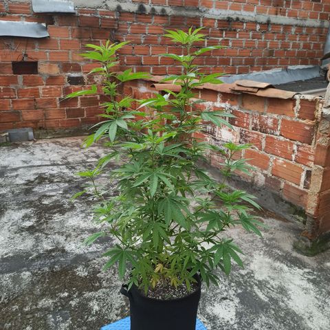 Bubba kush growlog timeline photo