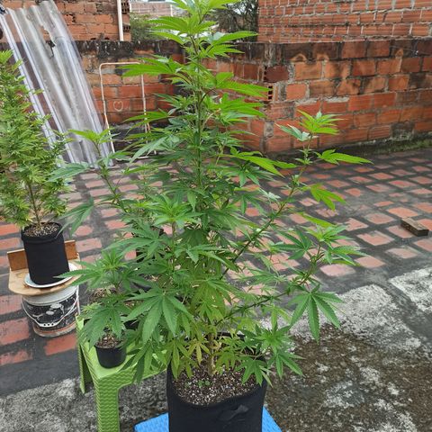 Bubba kush growlog timeline photo
