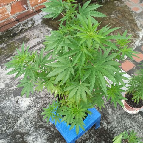 Bubba kush growlog timeline photo