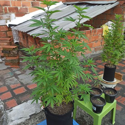 Bubba kush growlog timeline photo