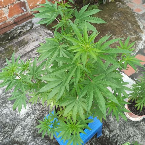 Bubba kush growlog timeline photo