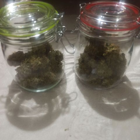 BCN Critical XXL Auto growlog timeline photo