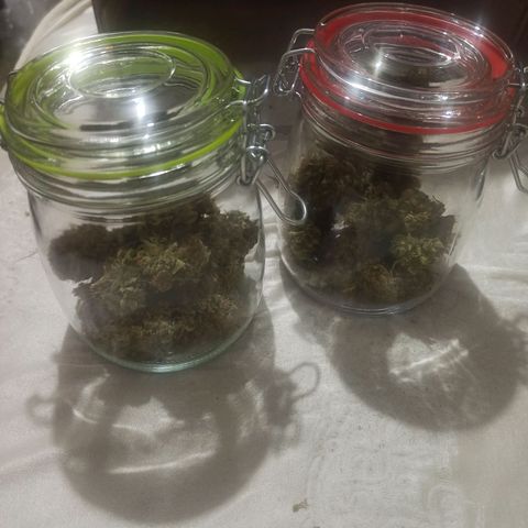 BCN Critical XXL Auto growlog timeline photo
