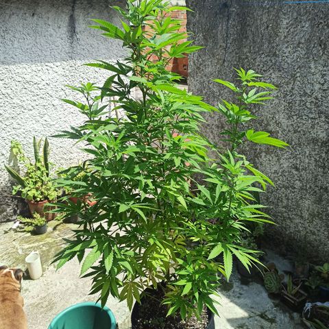 Bubba kush growlog timeline photo