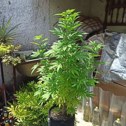 Bubba kush growlog timeline photo