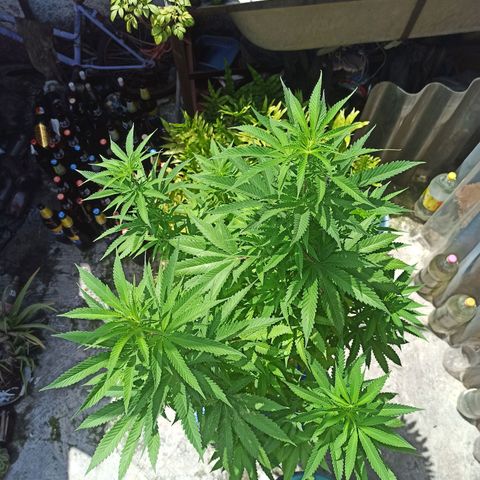 Bubba kush growlog timeline photo