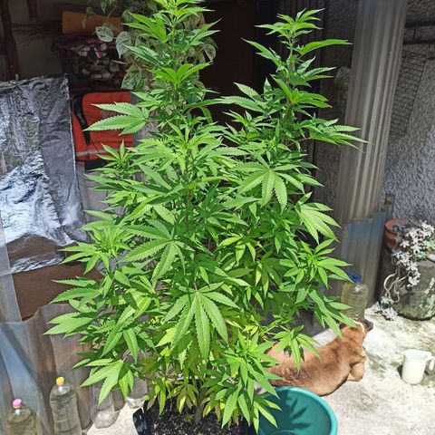 Bubba kush growlog timeline photo