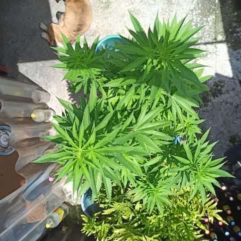 Bubba kush growlog timeline photo