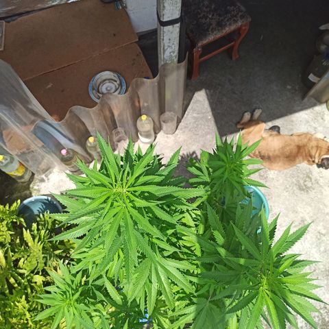 Bubba kush growlog timeline photo