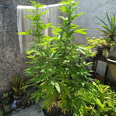 Bubba kush growlog timeline photo