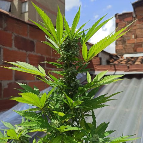 Bubble fruit growlog timeline photo