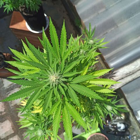 Bubble fruit growlog timeline photo