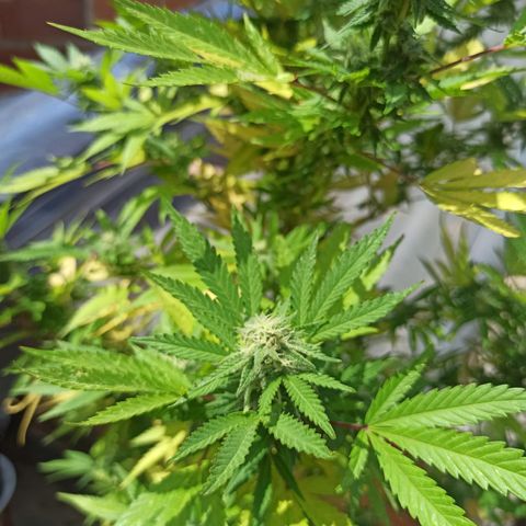 Bubble fruit growlog timeline photo