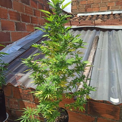 Bubble fruit growlog timeline photo