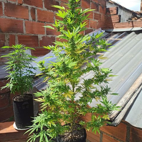 Bubble fruit growlog timeline photo