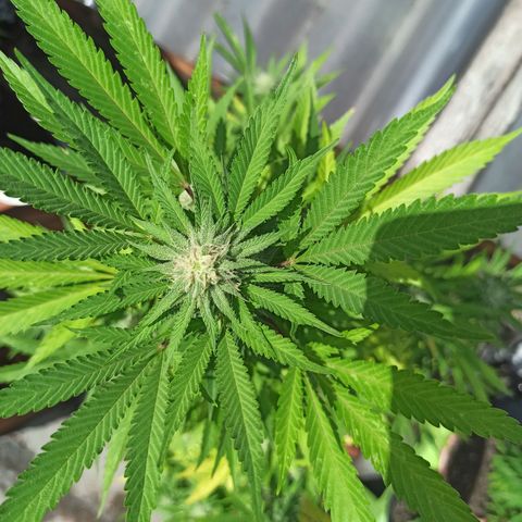 Bubble fruit growlog timeline photo