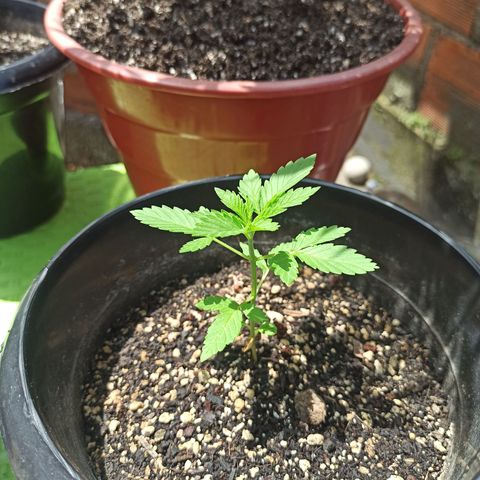 Dama blanca 2 growlog timeline photo