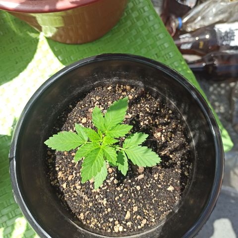 Dama blanca 2 growlog timeline photo