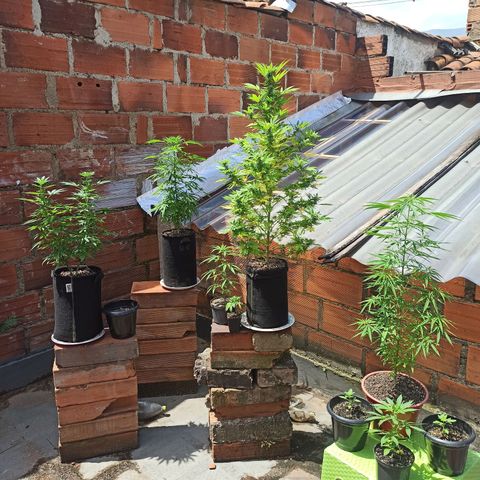 Dama blanca 2 growlog timeline photo