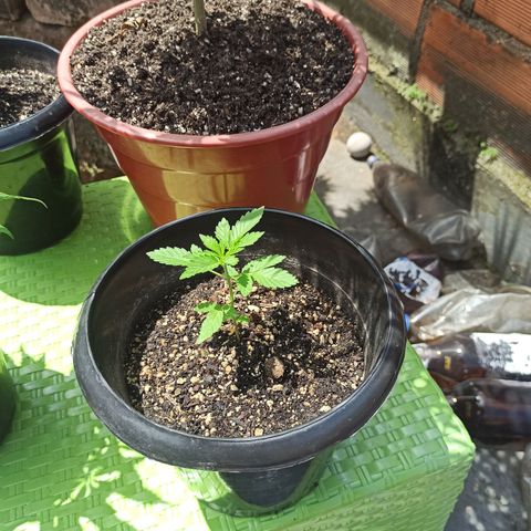 Dama blanca 2 growlog timeline photo