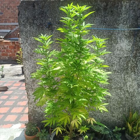Bubba kush growlog timeline photo