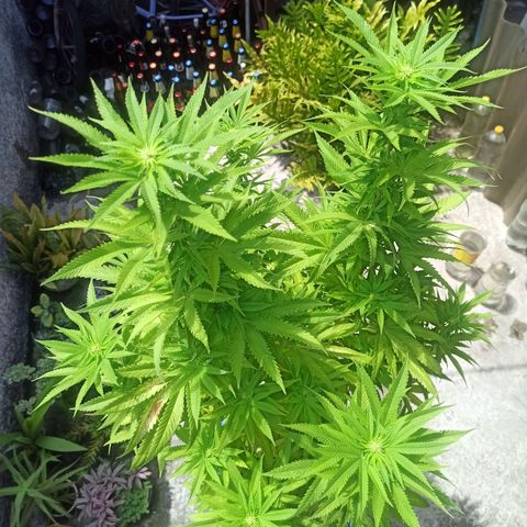 Bubba kush growlog timeline photo