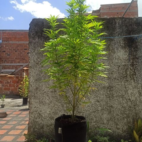 Bubba kush growlog timeline photo