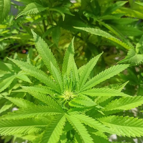 Bubba kush growlog timeline photo
