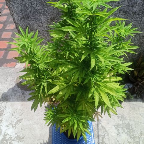 Bubba kush growlog timeline photo