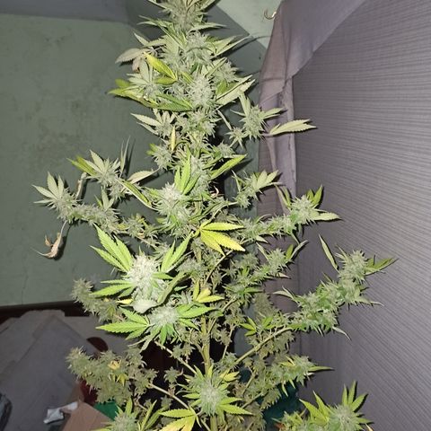Bubble fruit growlog timeline photo