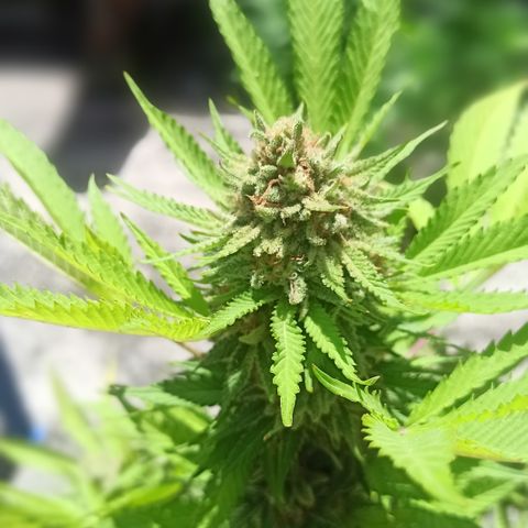 Bubble fruit growlog timeline photo