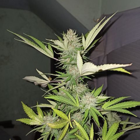Bubble fruit growlog timeline photo