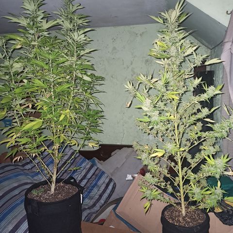 Bubble fruit growlog timeline photo