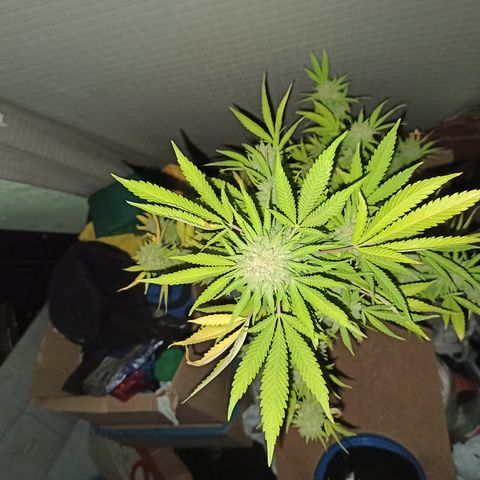 Bubble fruit growlog timeline photo