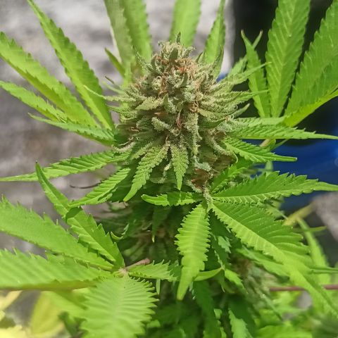 Bubble fruit growlog timeline photo