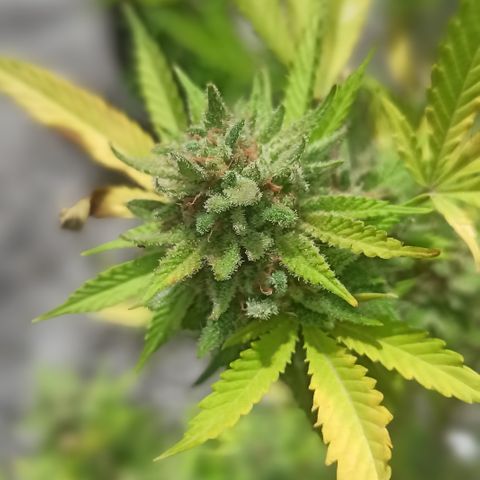 Bubble fruit growlog timeline photo