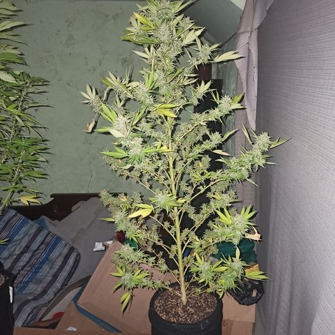 Bubble fruit growlog timeline photo