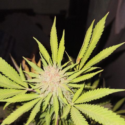 Bubble fruit growlog timeline photo