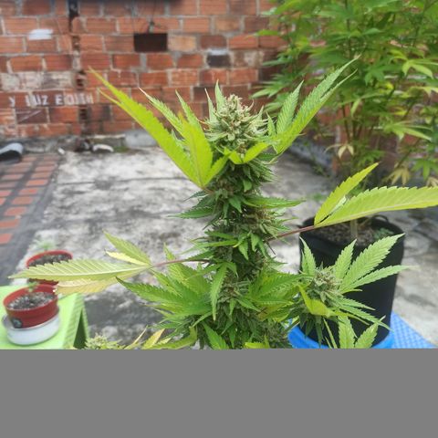 Bubble fruit growlog timeline photo