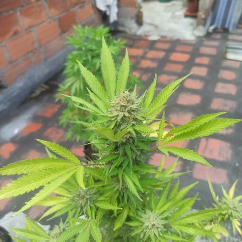 Bubble fruit growlog timeline photo