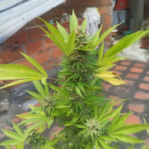 Bubble fruit growlog timeline photo