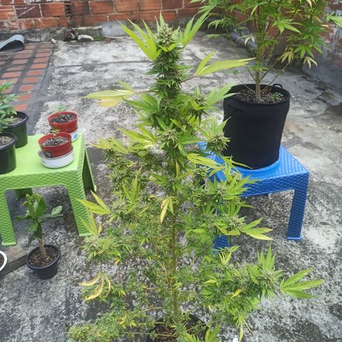 Bubble fruit growlog timeline photo