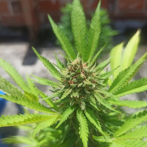 Bubble fruit growlog timeline photo