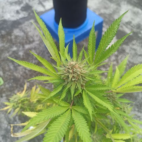 Bubble fruit growlog timeline photo