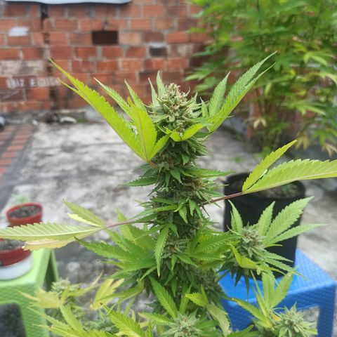 Bubble fruit growlog timeline photo