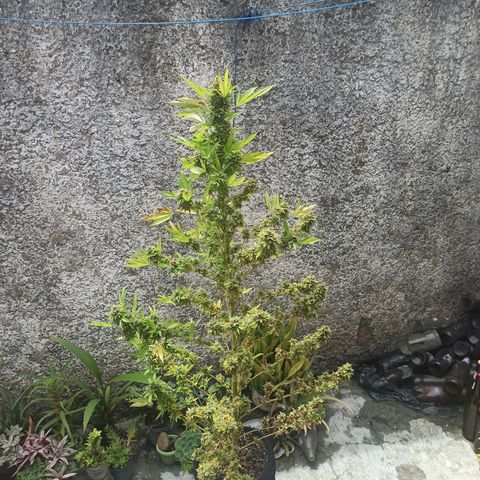 Bubble fruit growlog timeline photo