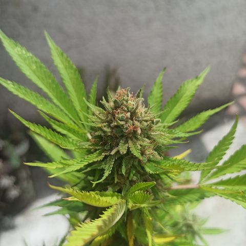 Bubble fruit growlog timeline photo